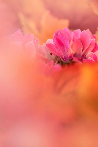 Precious Flowers. by Alie Ekkelenkamp