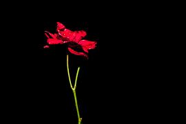 Roos aan de muur sur Jose Luis  Ocampo