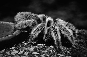 Tarantula van Maickel Dedeken