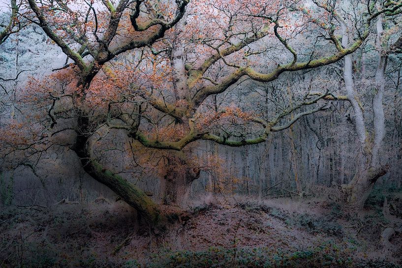 Wolfhezerheide part 153 by Tania Perneel