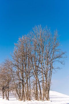 Kale bomen in de sneeuw Winterlandschap in Allgäu Duitsland van Dieter Walther