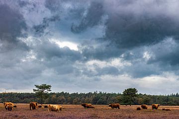 Highlander koeien op de Heidegronden. van Brian Morgan