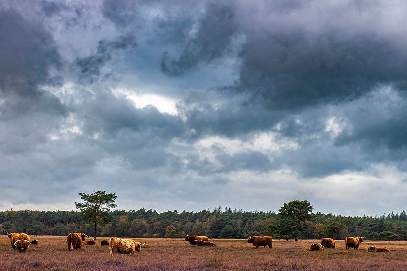 Highlander cows on the Heathlands. by Brian Morgan