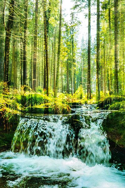 Forest Run par Truckpowerr