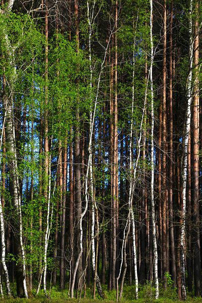 Waldpanorama von Thomas Jäger
