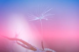 Löwenzahnflaum im Gleichgewicht