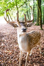 Hert met gewei in het bos