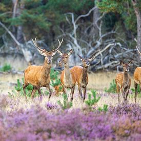 Roedel 2 van Jaap Tempelman