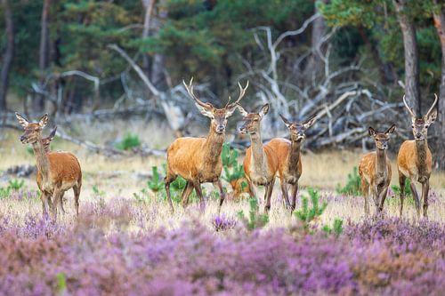 Meute 2 sur Jaap Tempelman