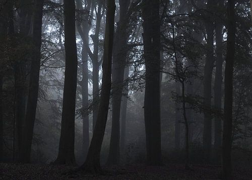 Le loup de Luttelgeest