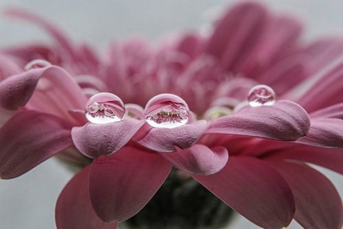 Druppels water op gerbera