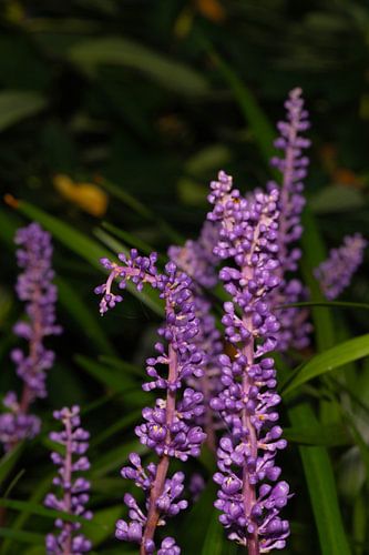 _DSC9077