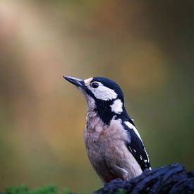 Buntspecht von Tom Zwerver