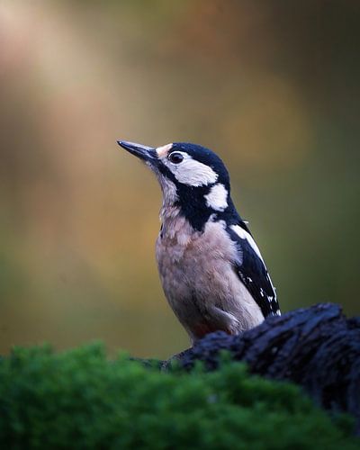 Great Spotted Woodpecker