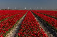Tulpenveld aan de Friese Waddenkust bij Sexbierum van Meindert van Dijk thumbnail