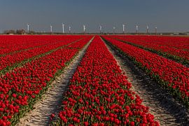 Tulip field on the Frisian Wadden coast near Sexbierum