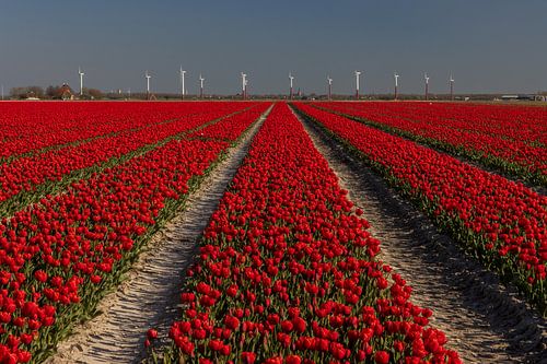 Tulpenveld aan de Friese Waddenkust bij Sexbierum