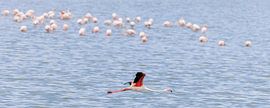 Pink flamingo (Phoenicopterus roseus)