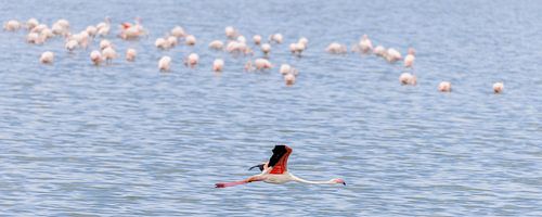 Pink flamingo (Phoenicopterus roseus) by Dirk Rüter
