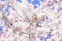 Blossom close up
