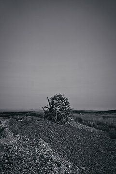 Treibholz in Neuschottland