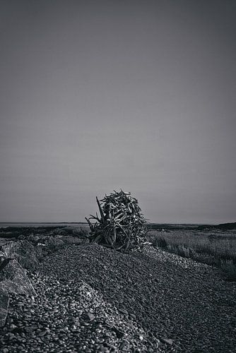 Treibholz in Neuschottland