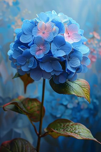 Hortensia bleu aux couleurs pastel en gros plan