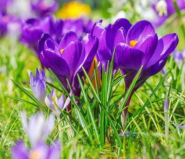 Spring meadow with purple crocuses by ManfredFotos