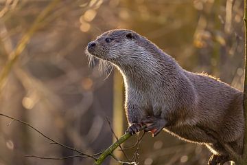 Europäische Otter – Wächter im goldenen Licht