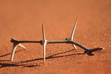 Sharp thorns in the red sand by Bobsphotography