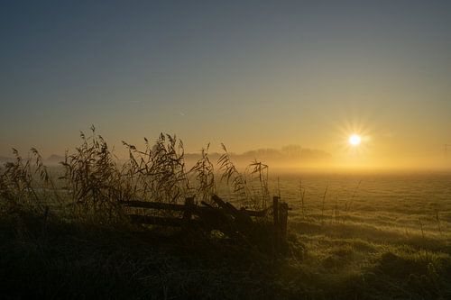 Fence meadow fog
