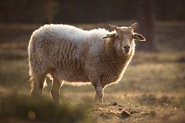 Lonely sheep at sunset by Steven Marinus