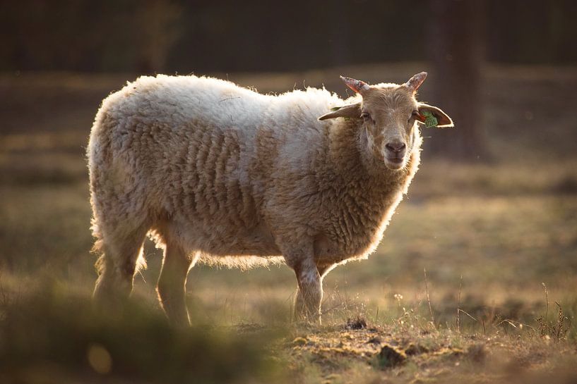 Lonely sheep at sunset by Steven Marinus