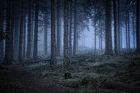Misty Forest at Twilight
