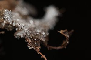 Cristaux de glace sur une feuille stérile