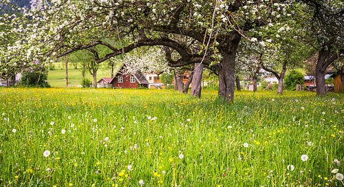 Schuilplek in het groen
