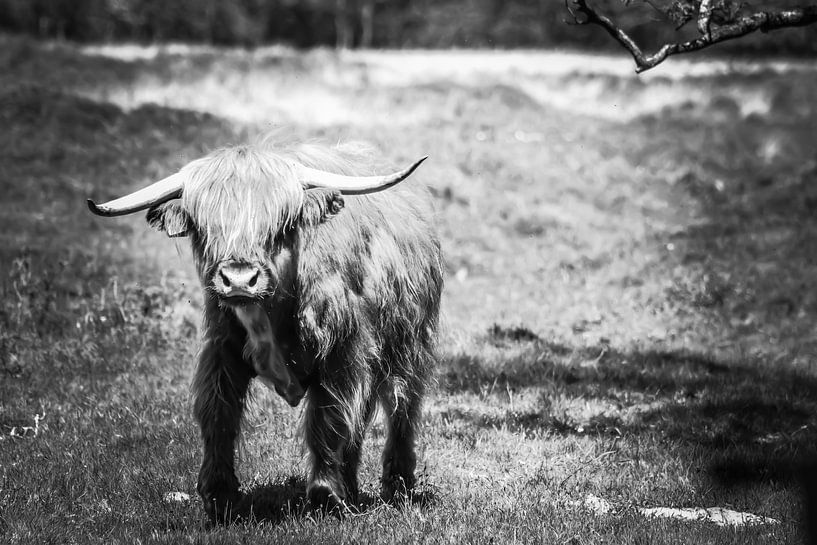 Scottish Highlander by Dieren en natuur