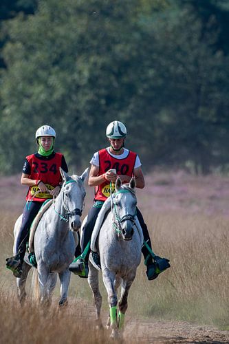 Endurance riders on the veluwe