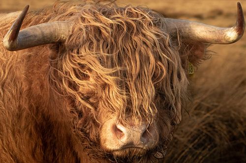portret schotse hooglander, stier, bruintinten