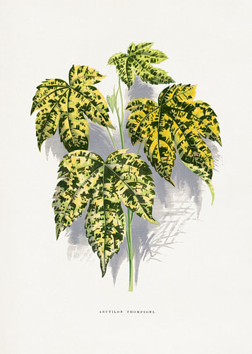 Blattillustration von Abutilon thompsoni