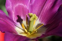 Tulip Blossom