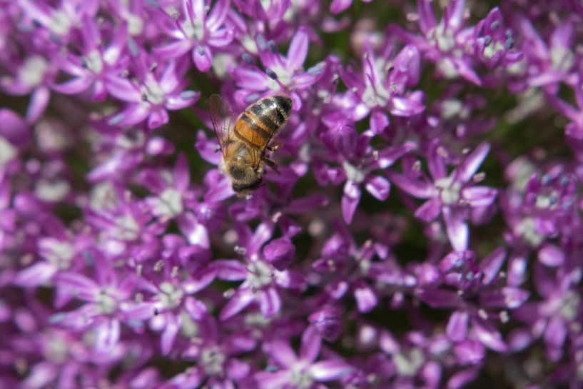 Eat all you want by JacQ