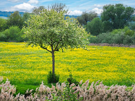 Blühender Obstbaum in gelber Frühlingswiese bei Sonne von ManfredFotos