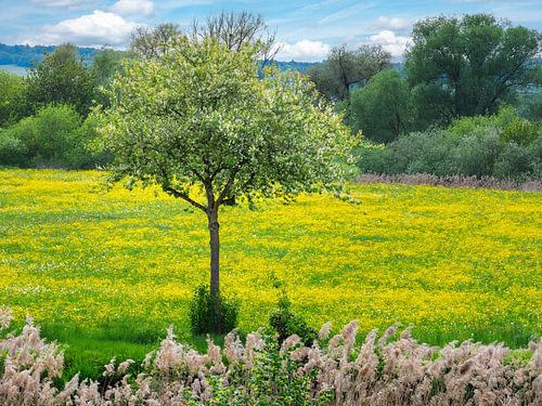 Bloeiende fruitboom in een gele lenteweide in de zon