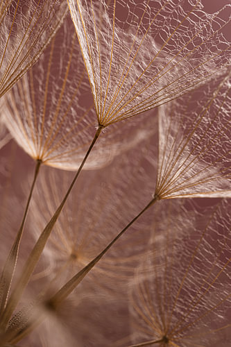Burgundy – a mauve colour with warm, natural brown undertones – Nature’s magical botanical interplay of lines