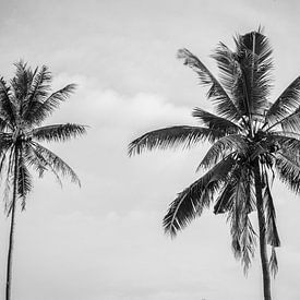 Palmiers noirs et blancs à Bali sur Ellis Peeters