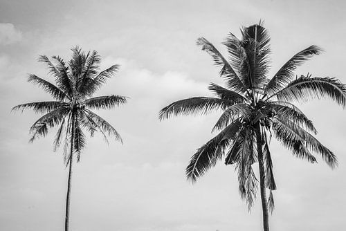 Zwart wit palmbomen op Bali