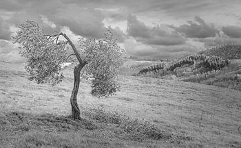 Lonely olive tree on a windy hillside