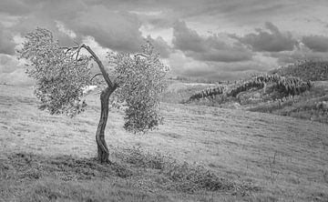 Eenzame olijfboom op een winderige heuvel van Images from a hillside in Umbria