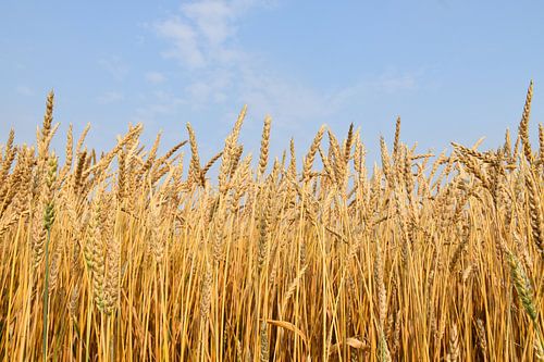 Een tarweveld in de zomer